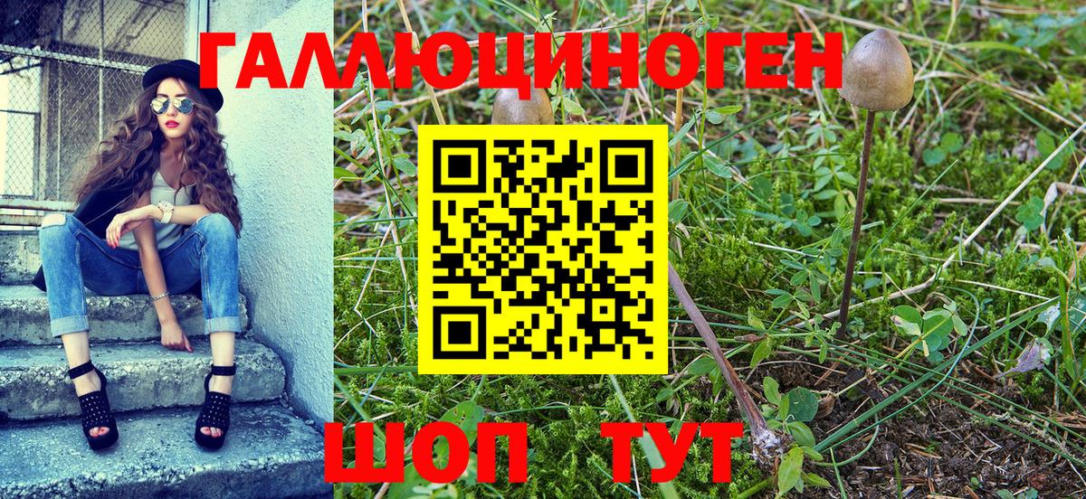 цены   Вход с VPN  Псилоцибиновые грибы мухоморы  Пугачёв  Галлюциногенные грибы Psilocybine cubensis 